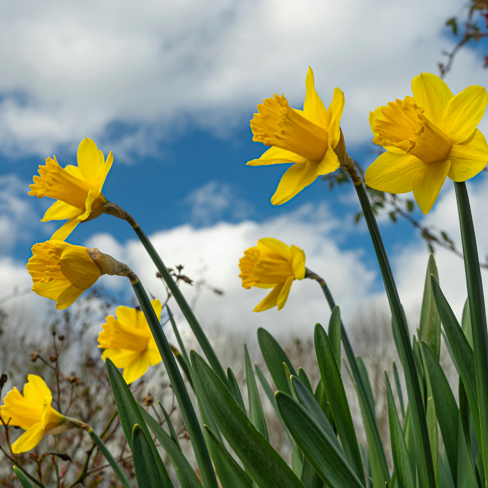 Yellow daffodils against a blue sky